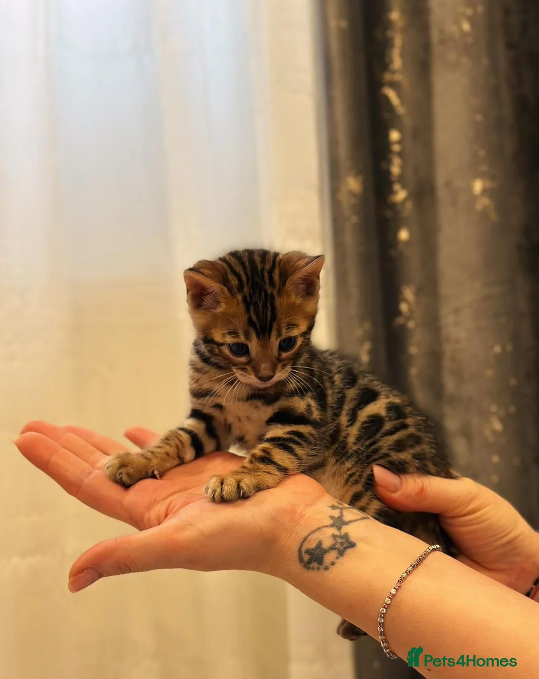 Bengal cats for sale: Bengal kittens with pedigree  - Advert 9