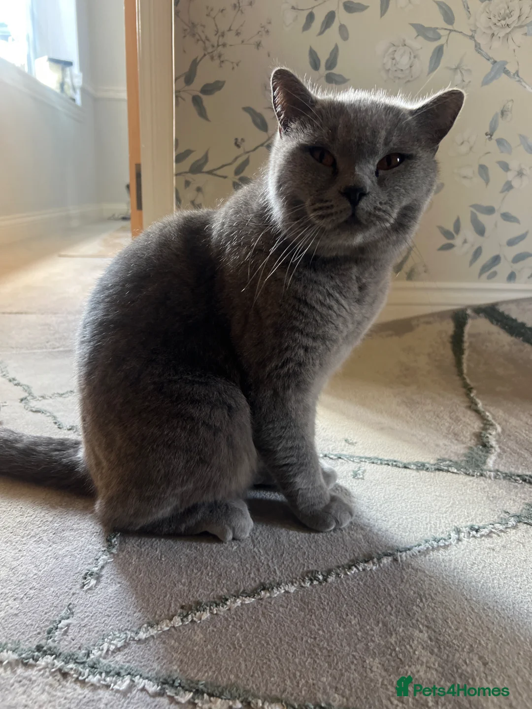 British Shorthair cats for sale: British short hair blue 3 years old scratch  very  in Wolverhampton - Advert 2