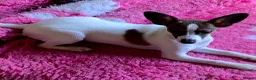 Mixed Breed dogs for sale: Italian greyhound/papillon cross in Wellingborough - Advert 6
