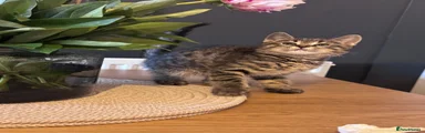 British Shorthair 2