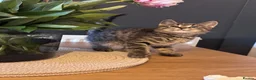 British Shorthair cats for sale: Beautiful litter of British shorthair cross  in Yeovil - Advert 2