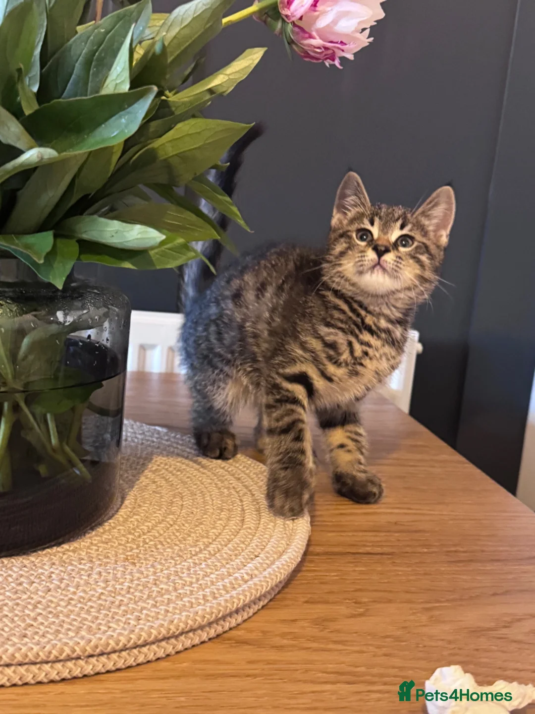British Shorthair cats for sale: Beautiful litter of British shorthair cross  in Yeovil - Advert 2