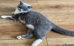British Shorthair cats for sale:  GCCF registered BSH kittens Available  - Image 12