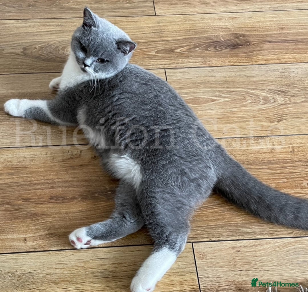 British Shorthair cats for sale:  GCCF registered BSH kittens Available  - Image 12