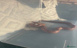 Corn Snake reptiles for sale: Male and female corn snakes - Image 7