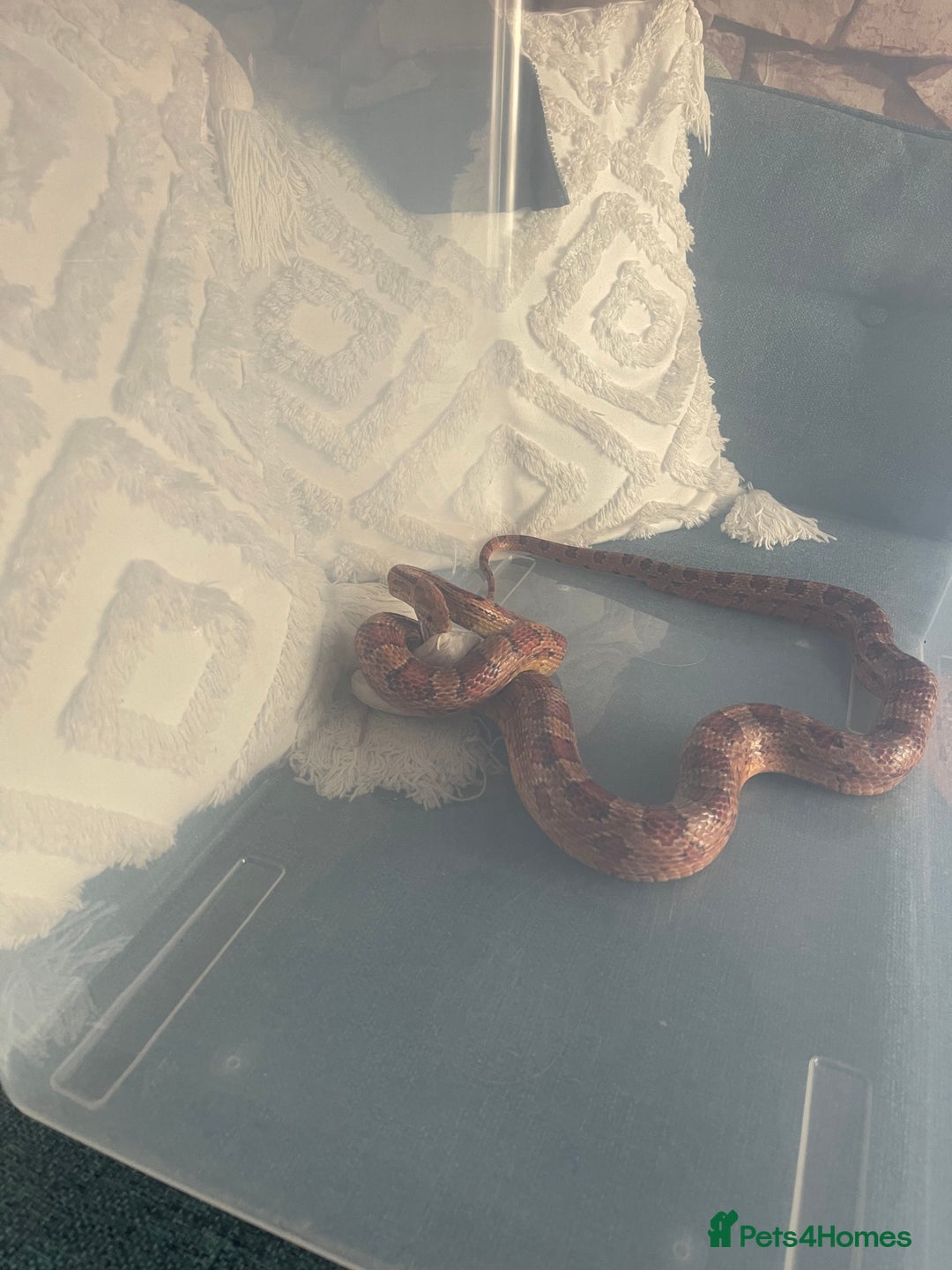 Corn Snake reptiles for sale: Male and female corn snakes - Image 7