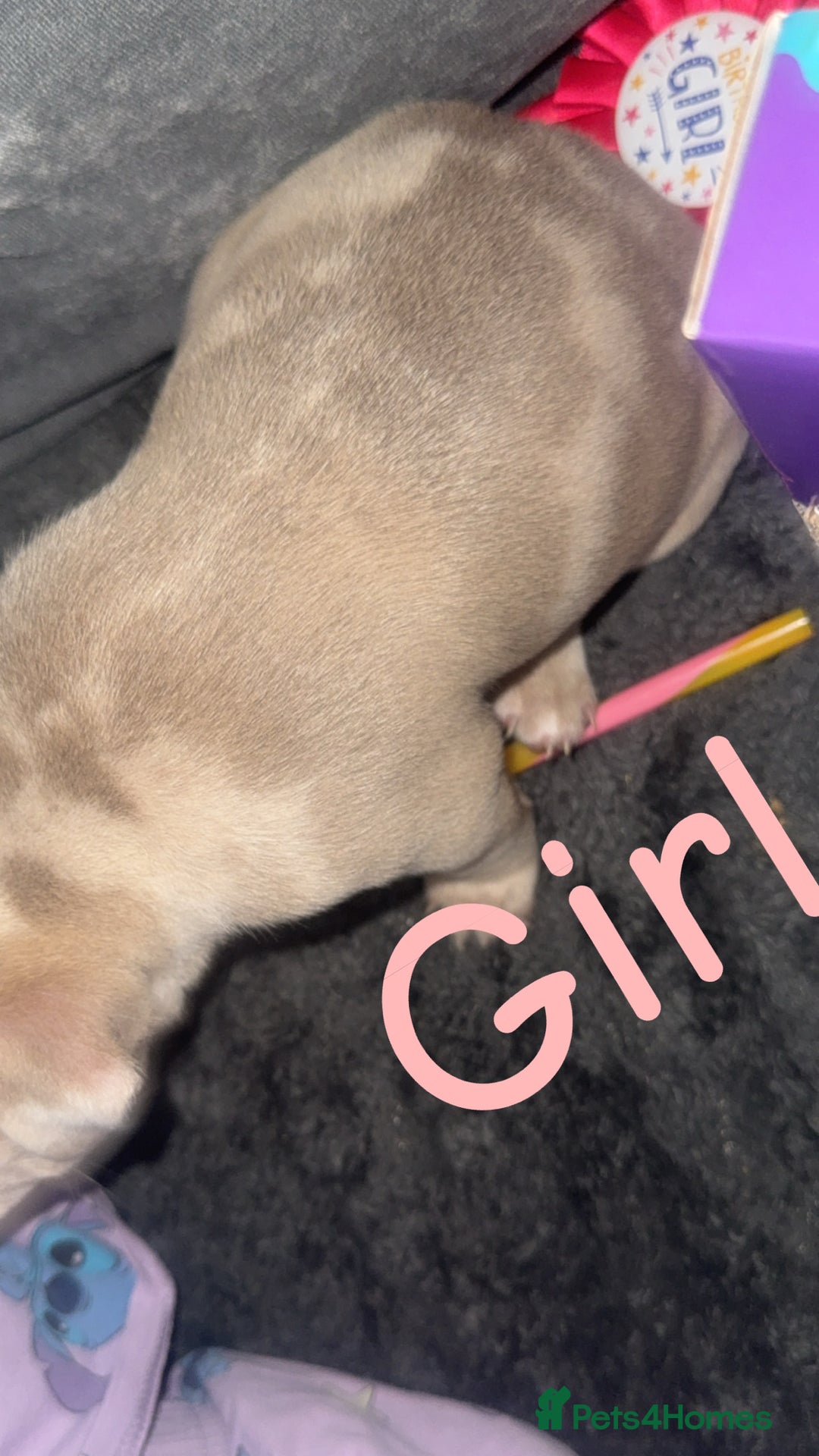 Mixed Breed dogs for sale: Pocket bully’s x staff pups  - Image 8