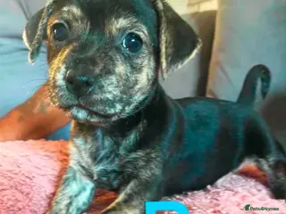 Mixed Breed dogs Jack Russell Cross Pocket Bully Puppies - Advert 5
