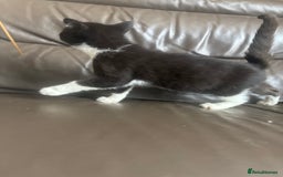 Mixed Breed cats for sale: Maincoon x Scottish fold  - Image 26