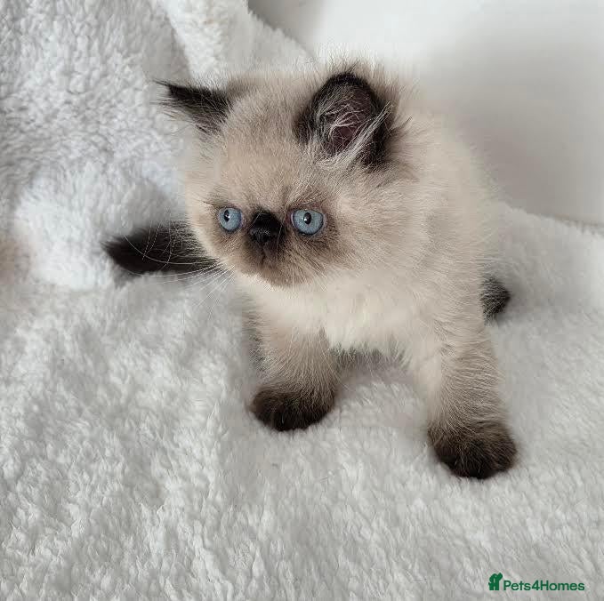 Persian cats Persian Himalayan Kittens - Advert 1