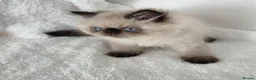 Persian cats for sale: Persian Himalayan Kittens - Advert 20
