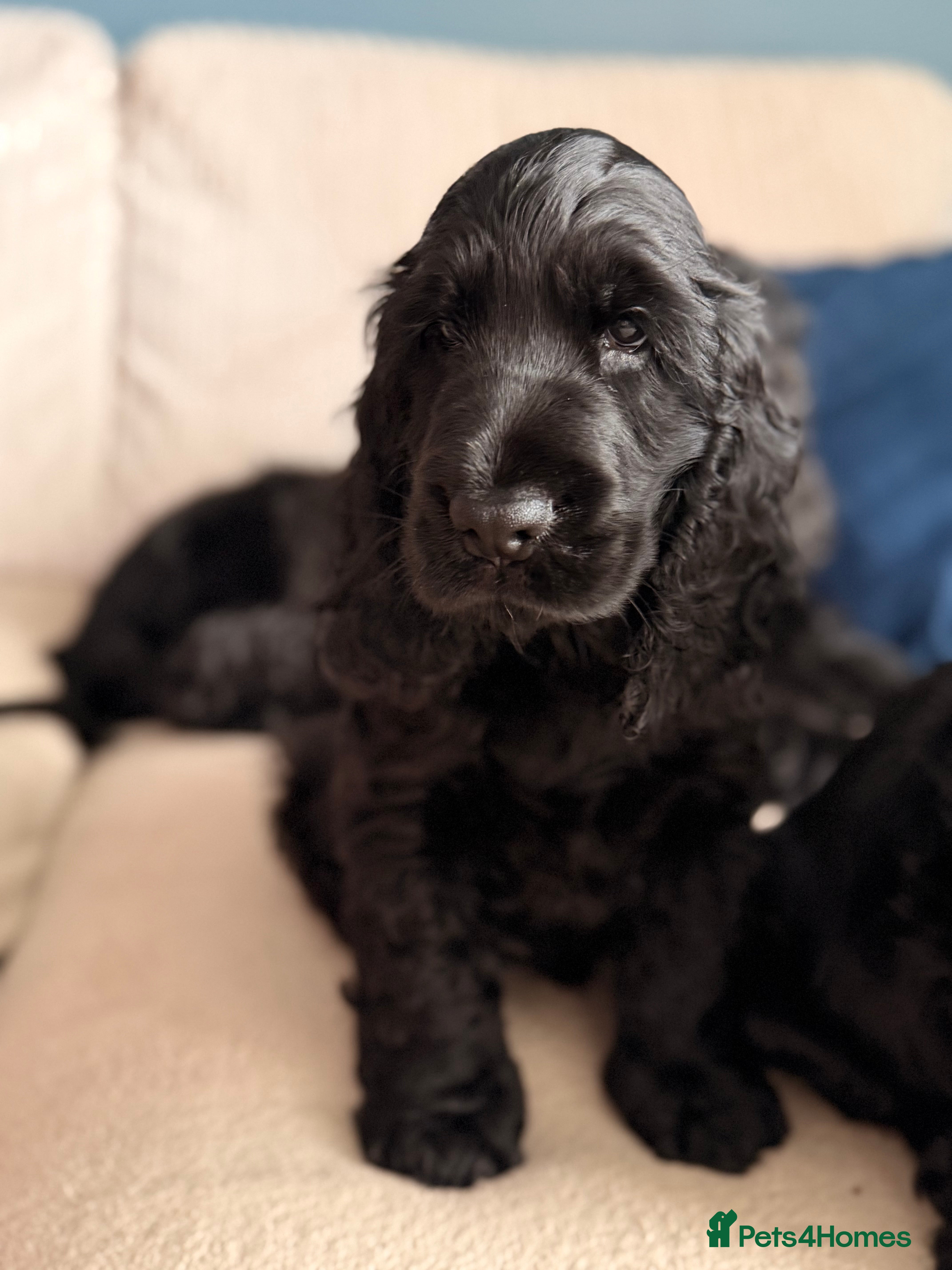 Cocker Spaniel dogs 🐾 1 LITTLE BOY LEFT KC Registered Show Cocker 🐾  - Advert 2
