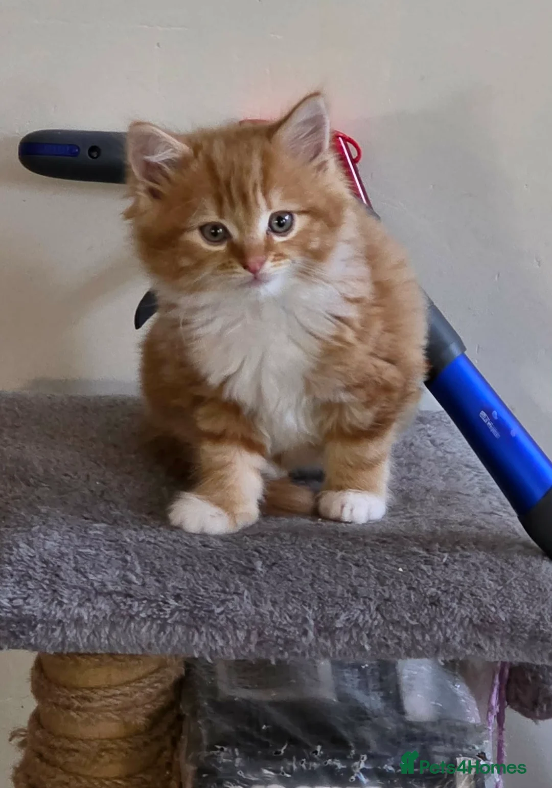 Mixed Breed cats for sale: GINGER AND WHITE FUZZ BALL - Advert 7