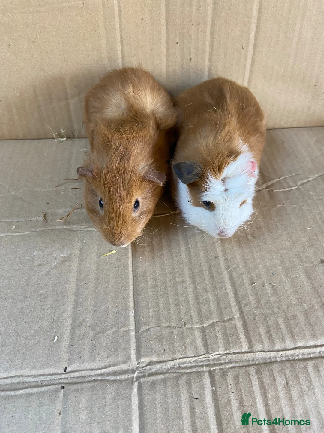 Guinea Pig rodents for sale: Baby Male Guinea Pigs - Advert 7