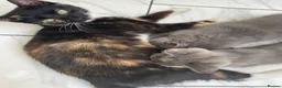 Mixed Breed cats for sale: 2 Grey Kittens Ready for sale - Advert 6