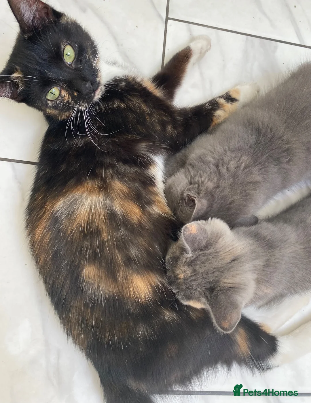 Mixed Breed cats for sale: 2 Grey Kittens Ready for sale - Advert 6