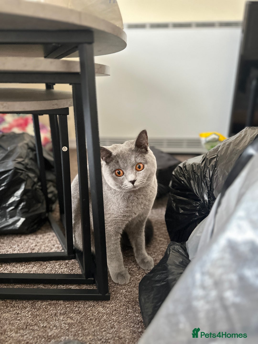 British Shorthair cats for sale: Adorable & Playful British Shorthair! - Image 5