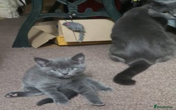 Russian Blue cats for sale: Pure Russian blue kittens. READY TO LEAVE 01.12.25 - Advert 2