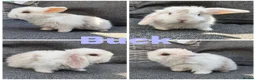 Mini Lop rabbits for sale: Beautiful Pure Mini Lops for Reserve - Advert 3