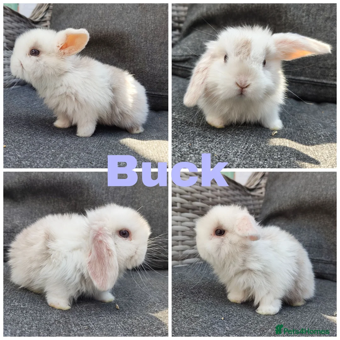 Mini Lop rabbits for sale: Beautiful Pure Mini Lops for Reserve - Advert 3