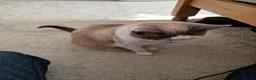 Snowshoe cats for sale: Princess Leia - Advert 3