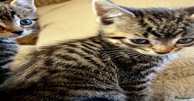 Bengal cats in Dorking - Advert 3