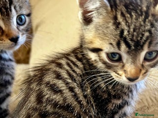 Bengal cats in Dorking - Advert 20