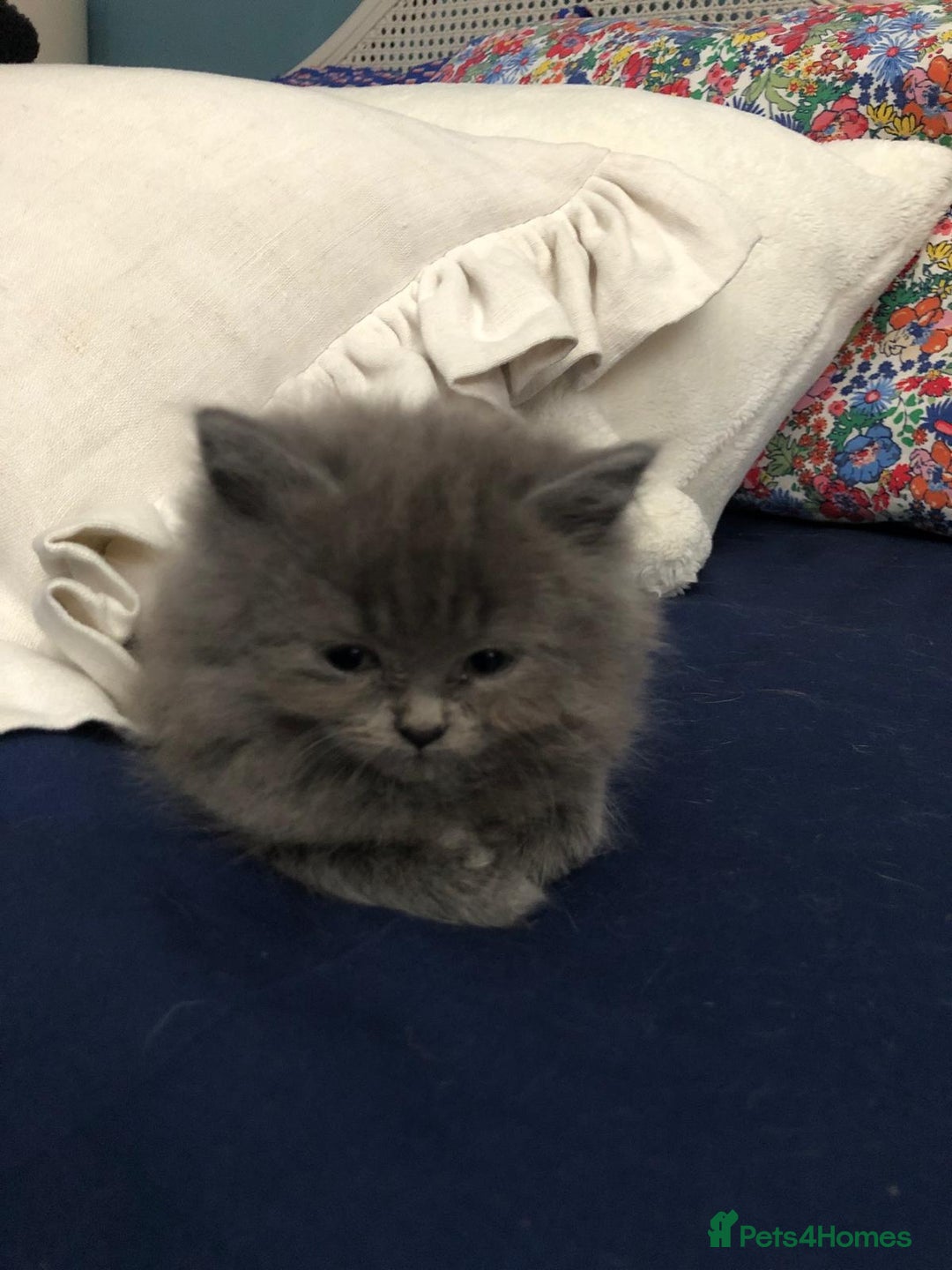 British Shorthair cats for sale: Beautiful British shorthair kittens - Image 4