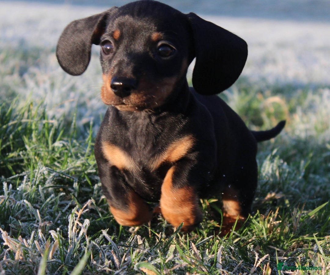 Miniature Dachshund dogs for sale: Stunning Miniature Dachshund Puppies - Advert 34