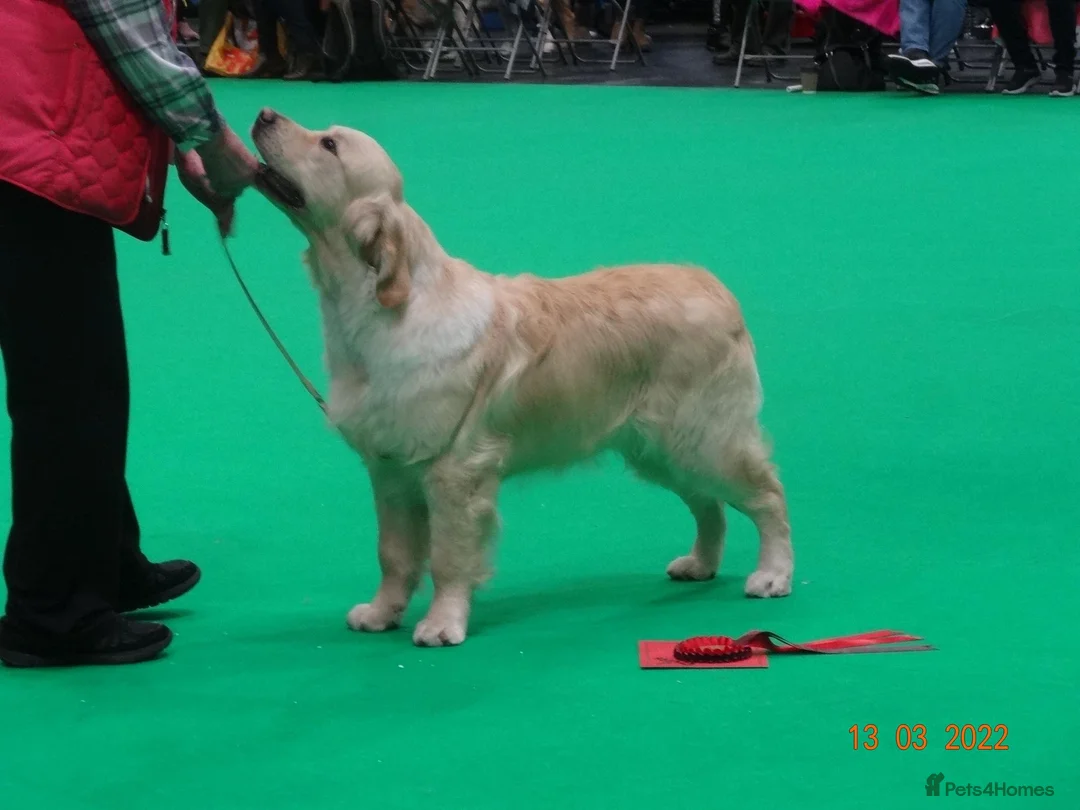 Golden Retriever dogs for stud: Cesarka Golden Retrievers in Conwy - Advert 21