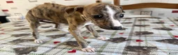 Whippet dogs for sale: Whippet puppies in Chesterfield - Advert 4