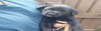 Labrador Retriever 1 Yellow 