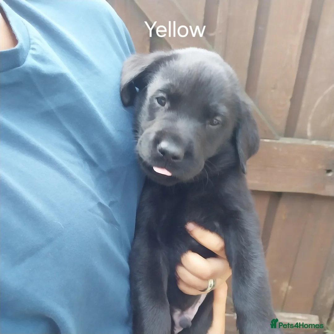 Labrador Retriever dogs for sale: Beautiful Labrador puppies  - Advert 14