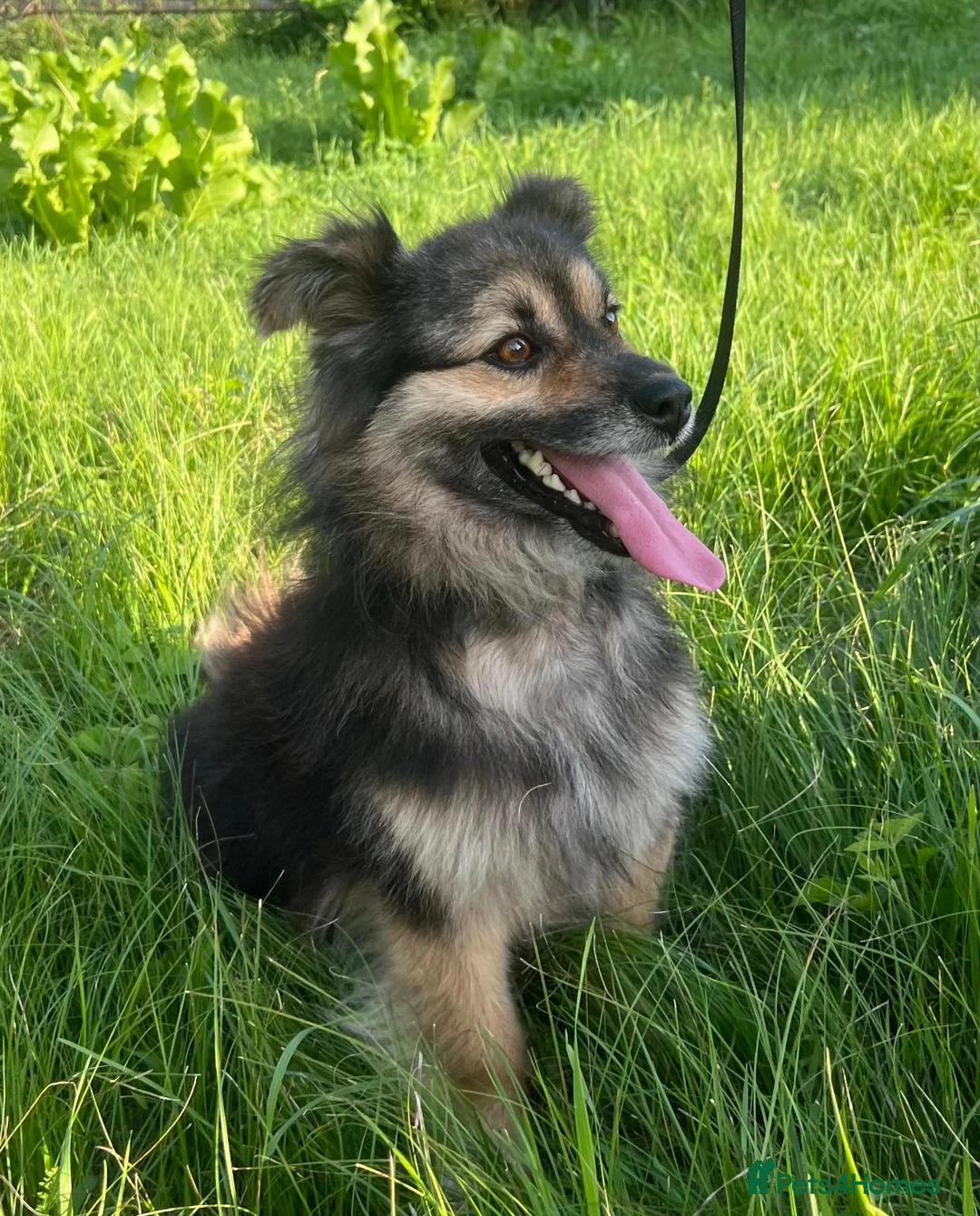 Border Collie dogs for adoption: MICKEY – Border Collie (Male) - Advert 2