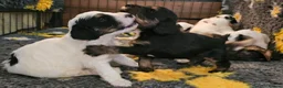 Cockapoo dogs for sale: Amazing Roan and Tri Colored F1 Cockapoos - Advert 9