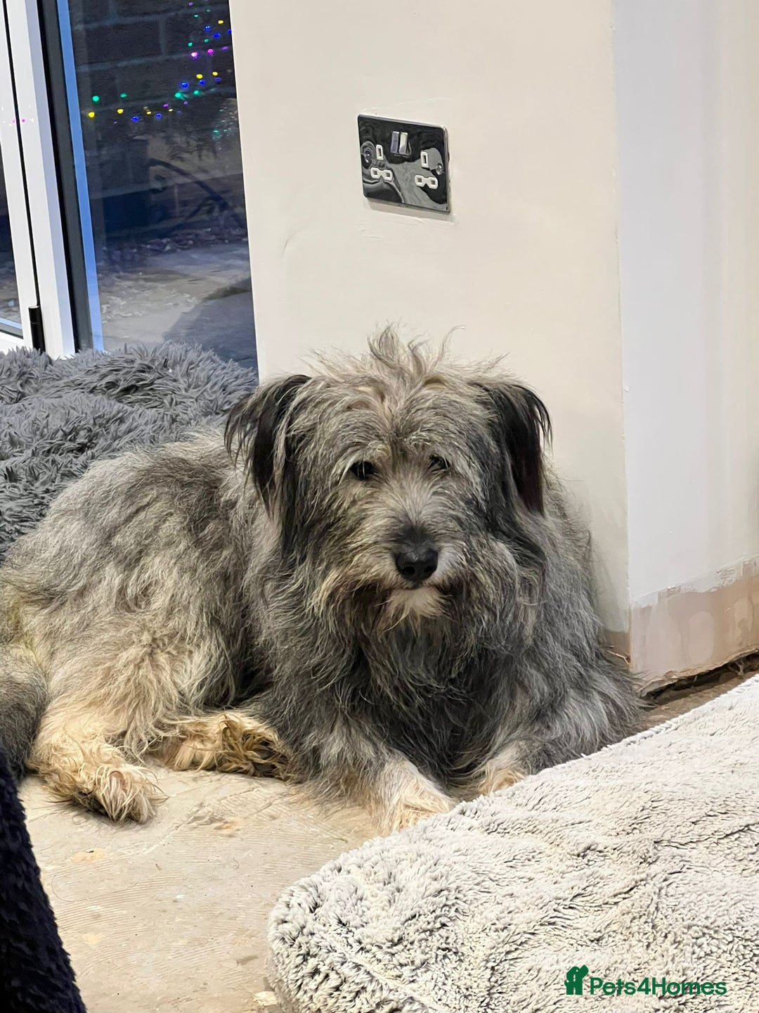 Mixed Breed dogs for adoption: 💙🐶 TEDDI - A Soft 1 year old boy💙🐶  - Advert 3