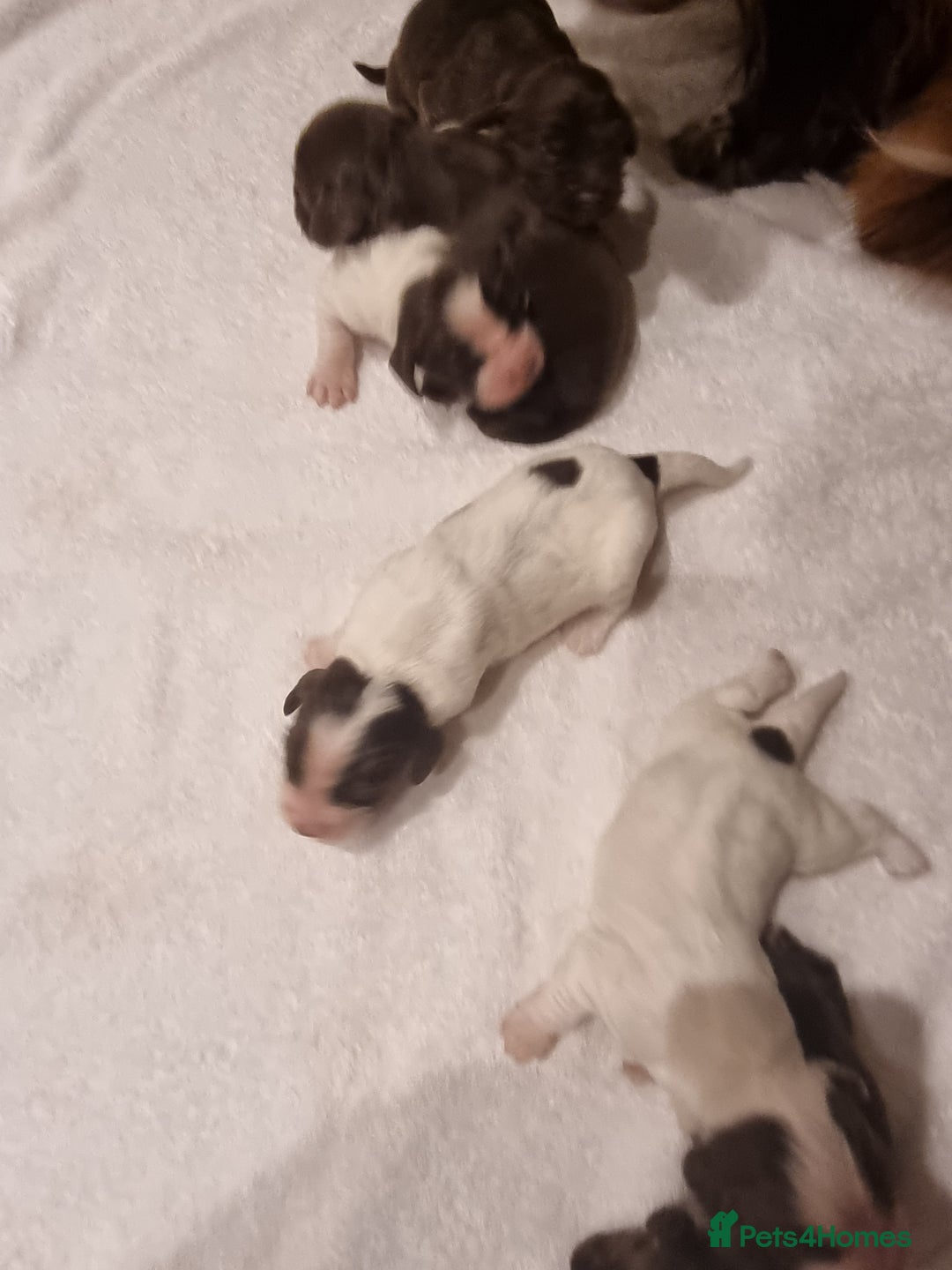 Sprocker dogs for sale: 6 gorgeous sprocket puppies  - Advert 10