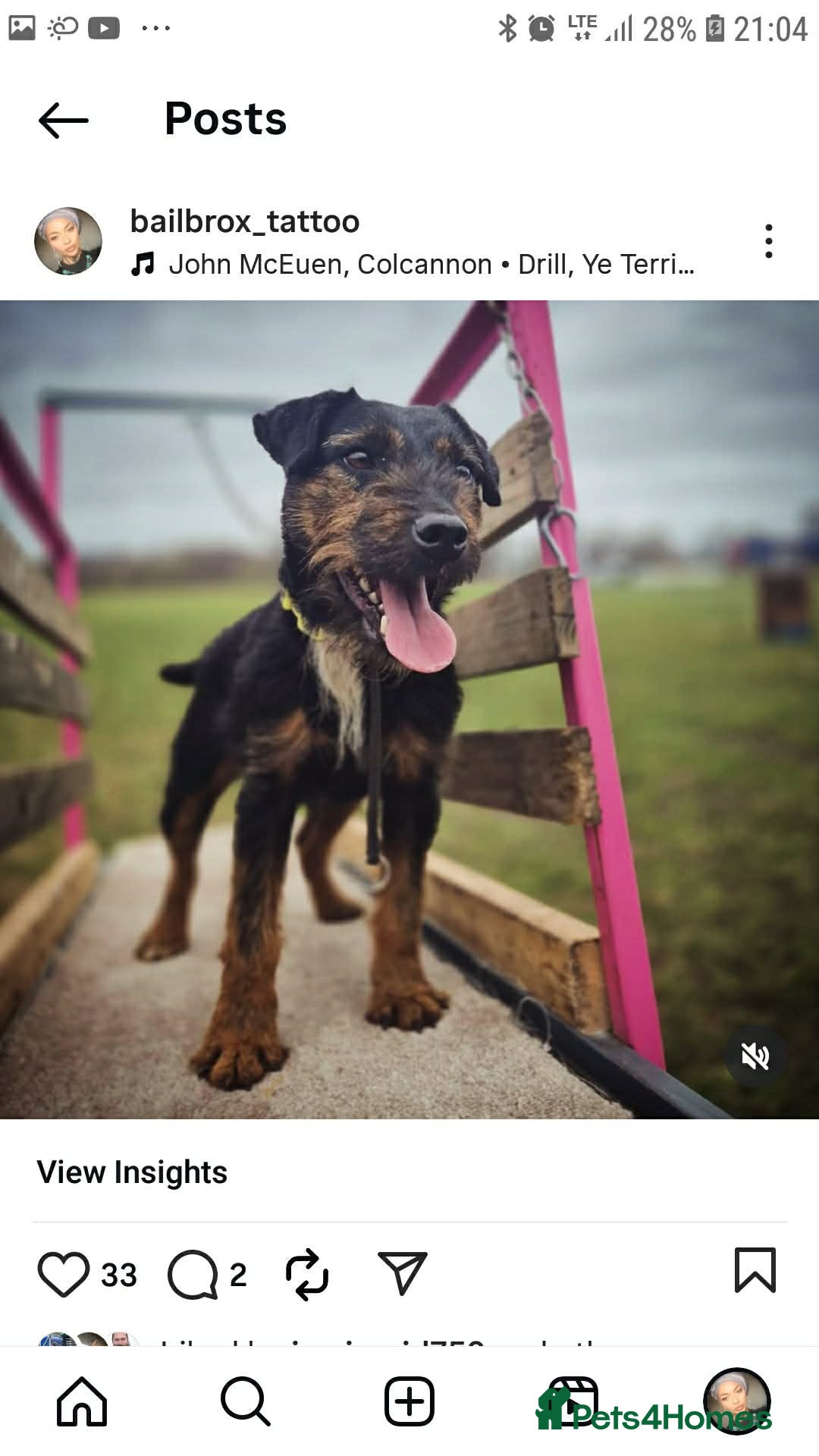 Mixed Breed dogs for sale: 1/4 Jagd, 3/4 Lakeland. Working terrier male - Advert 5