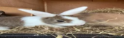 Mixed Breed rabbits for sale: Various rabbits for sale  - Advert 19