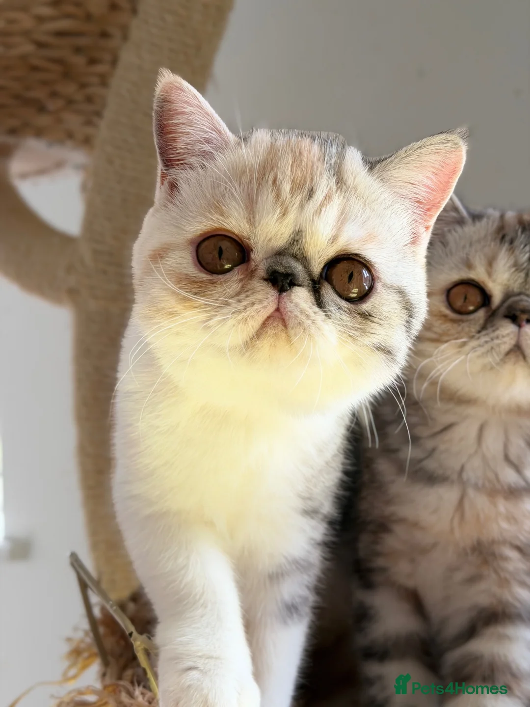 Exotic cats for sale: Gorgeous GCCF reg. kittens from Champions parents  - Advert 2