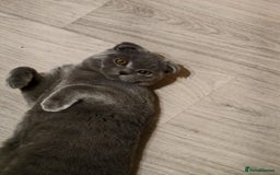Scottish Fold cats for sale: Last British Shorthair kitten - Advert 34