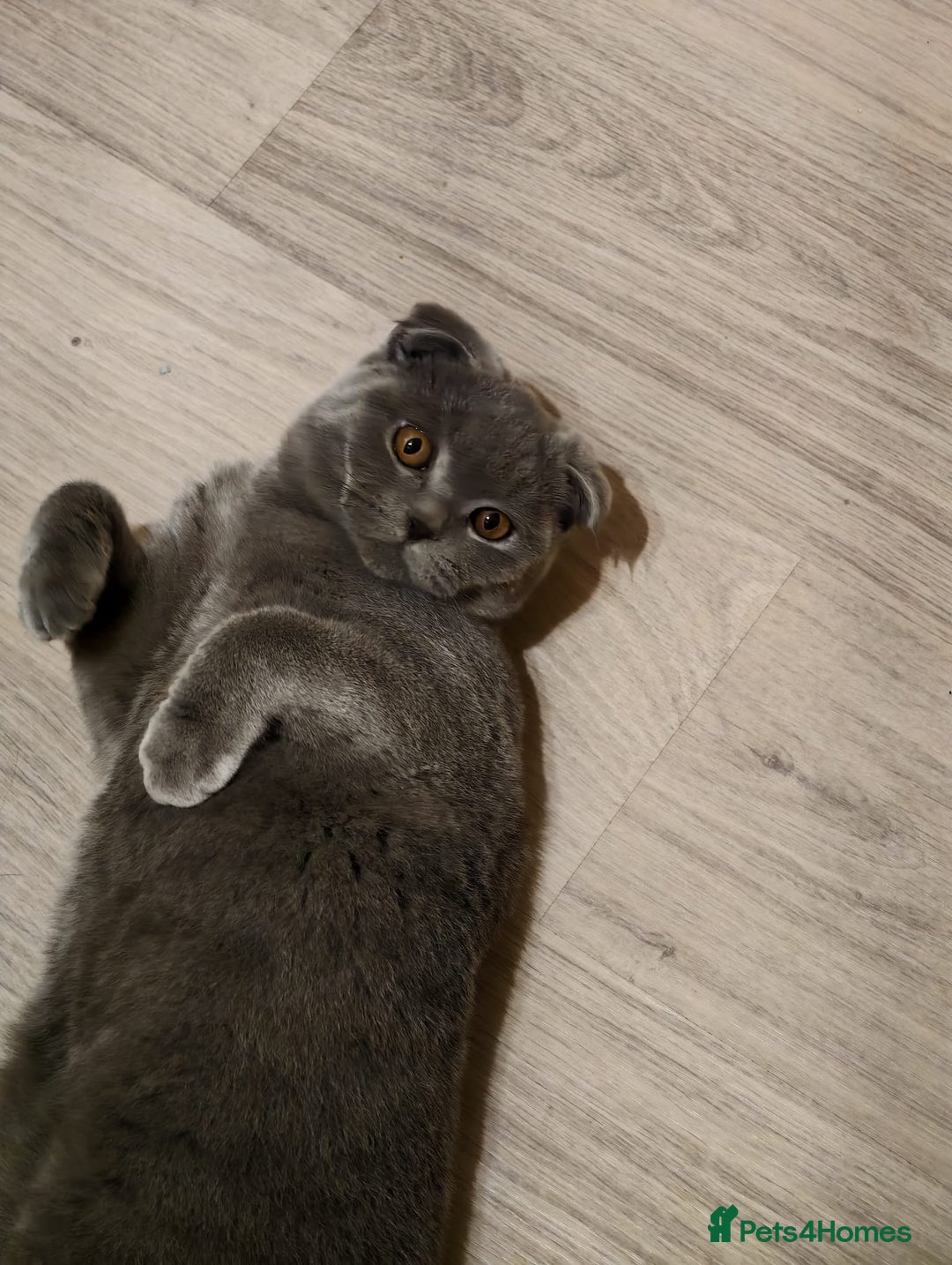 Scottish Fold cats for sale: Last British Shorthair kitten - Advert 34