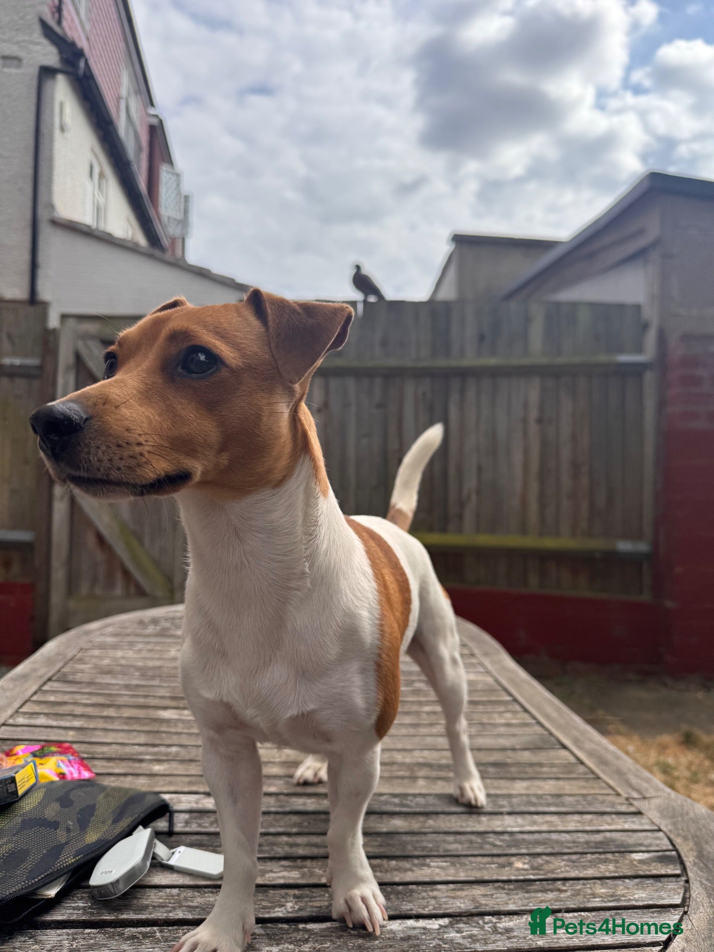 Jack Russell dogs Jack Russell Stud  - Advert 2