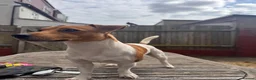 Jack Russell dogs for stud: Jack Russell Stud  - Advert 1