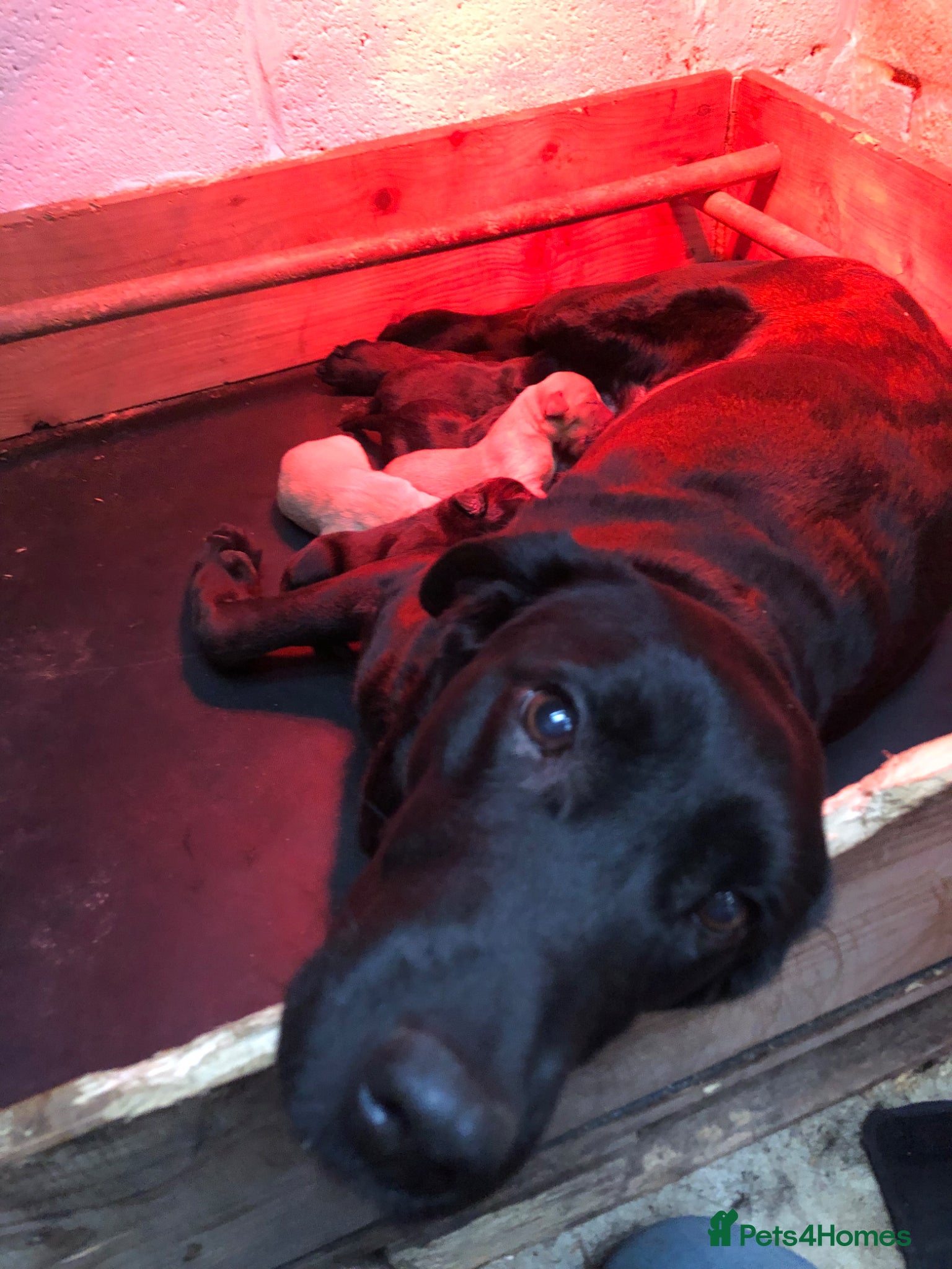 Labrador Retriever dogs Mrs C whitehouse  - Advert 1