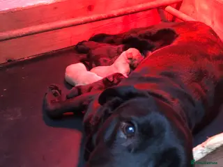 Labrador Retriever dogs Mrs C whitehouse - Advert 2