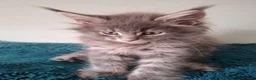 Maine Coon cats for sale: Tica registered Maine coon kittens - Advert 11