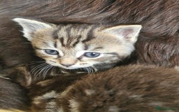 Toybob cats for sale: Bengal / Ragdoll  - Image 8