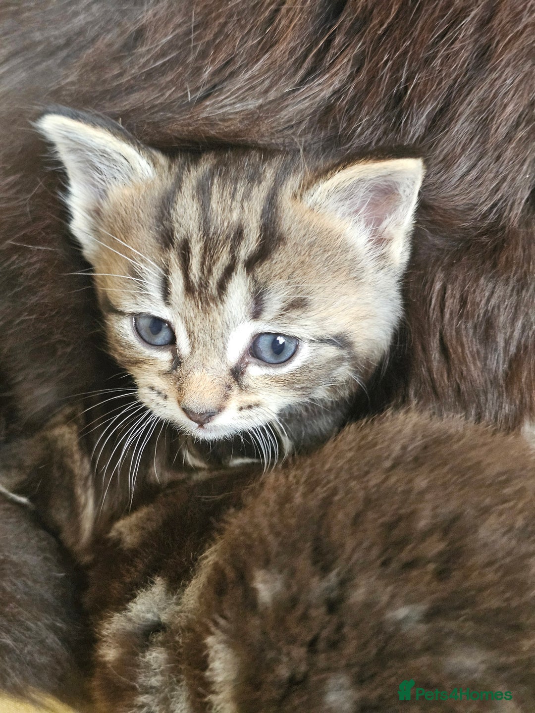 Toybob cats for sale: Bengal / Ragdoll  - Image 8