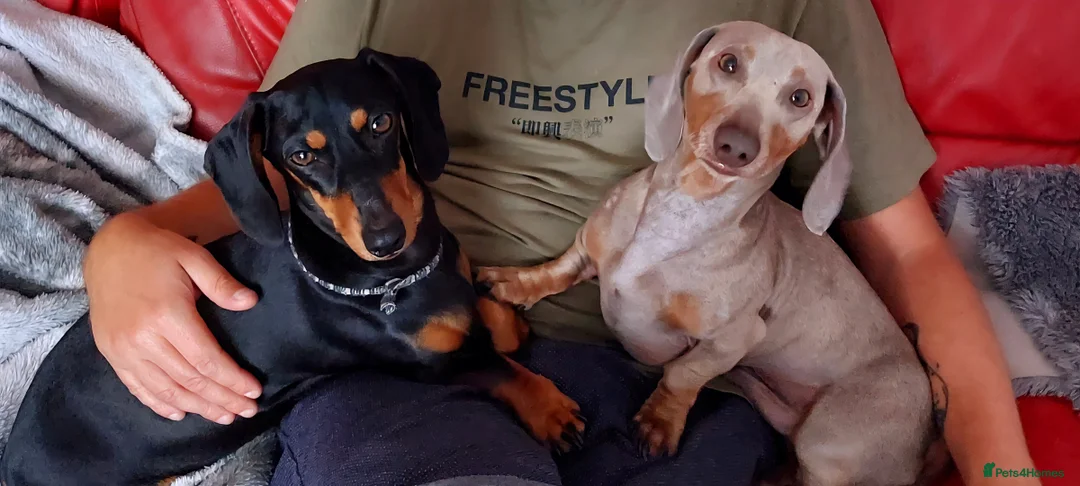 Miniature Dachshund dogs for stud: Daschund Stud KC Prince ♥️ in Liverpool - Advert 4